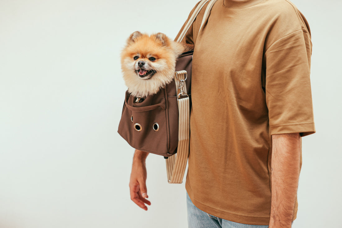 Small dog peeking out of a soft-sided pet travel carrier