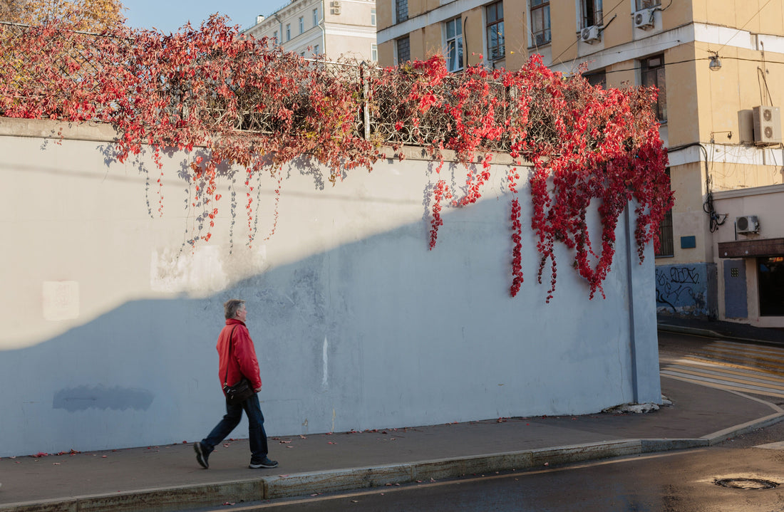 Traveler in a jacket walking past red autumn ivy on a city wall